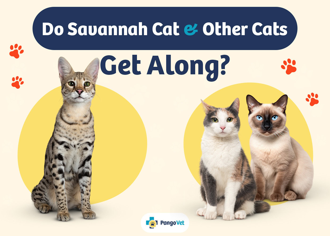 PangoVet_Savannah Other Cats Get Along_v1_Aug 8 2024