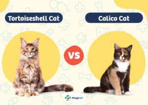 Tortoiseshell Cat vs. Calico Cat: Visual Differences & Overview (With