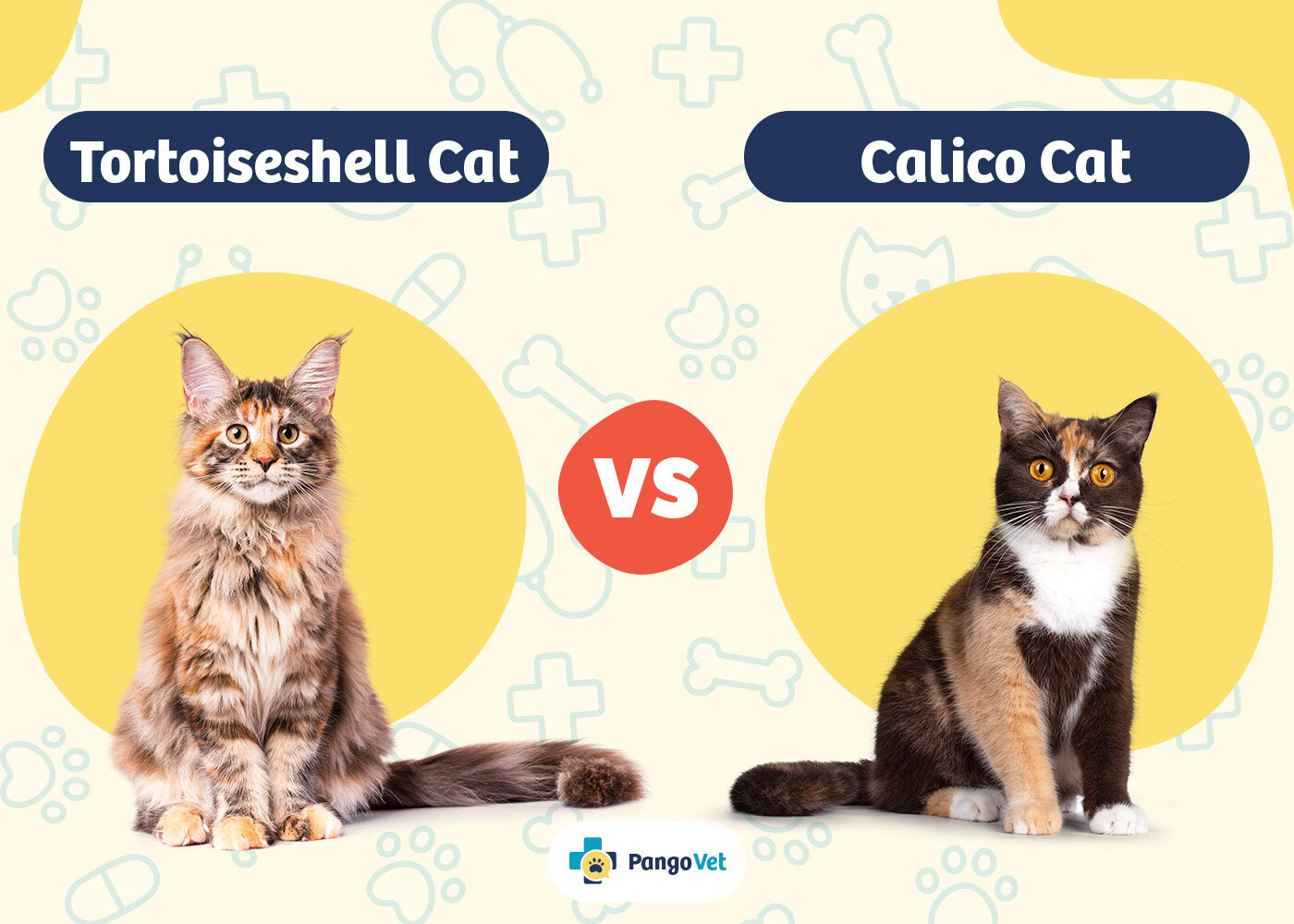 PangoVet_Tortoiseshell vs Calico Cat