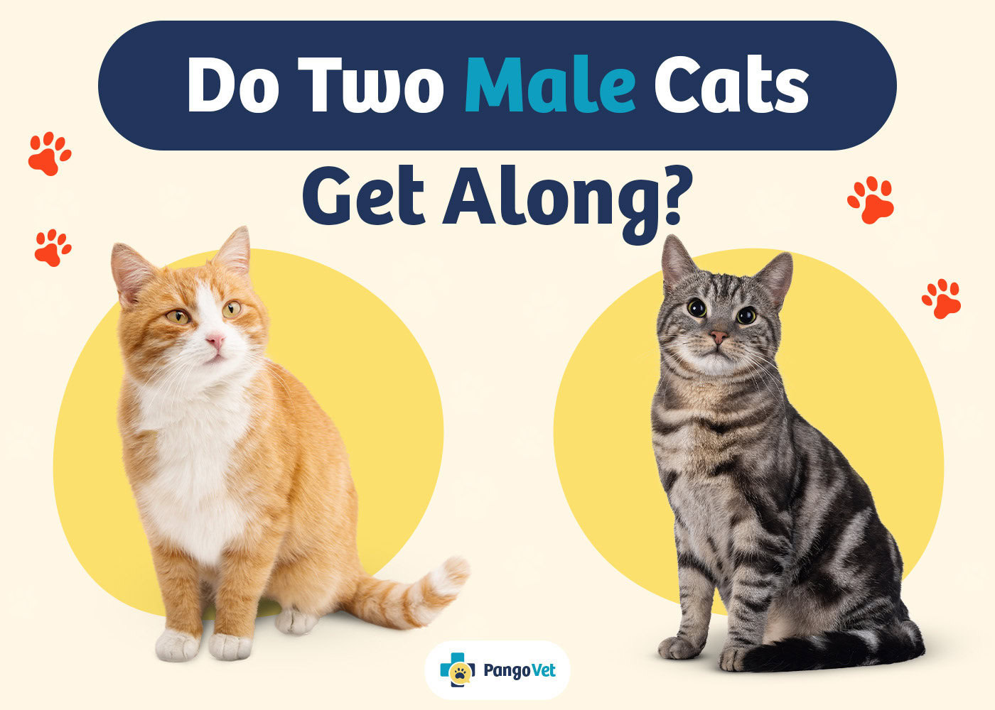 PangoVet_Two Male Cats Get Along_v1_Aug 8 2024