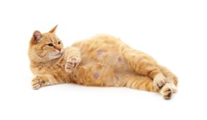 Pregnant cat lying isolated on a white background