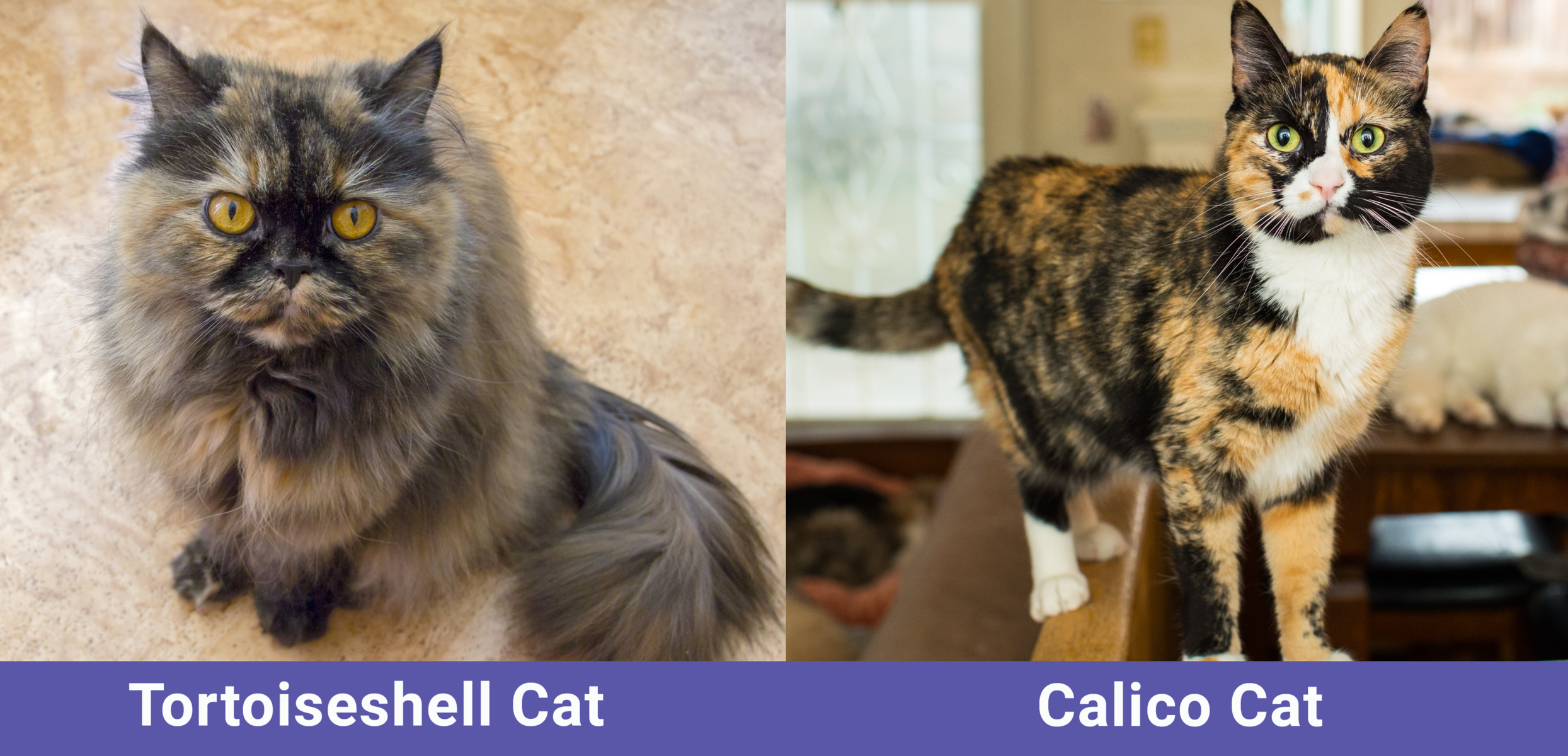 Tortoiseshell Cat vs. Calico Cat