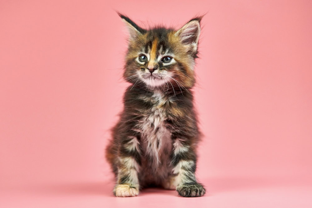 a maine coon tortoiseshell kitten