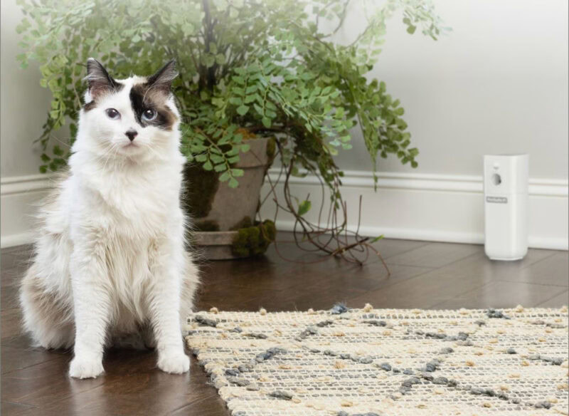 cat with pressurized spray at the back