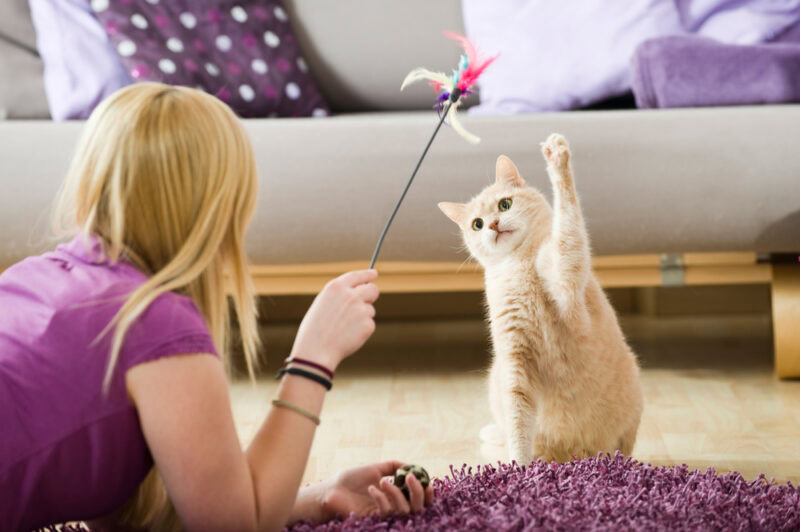girl-owner-playing-with-her-cat-with-wand-toy