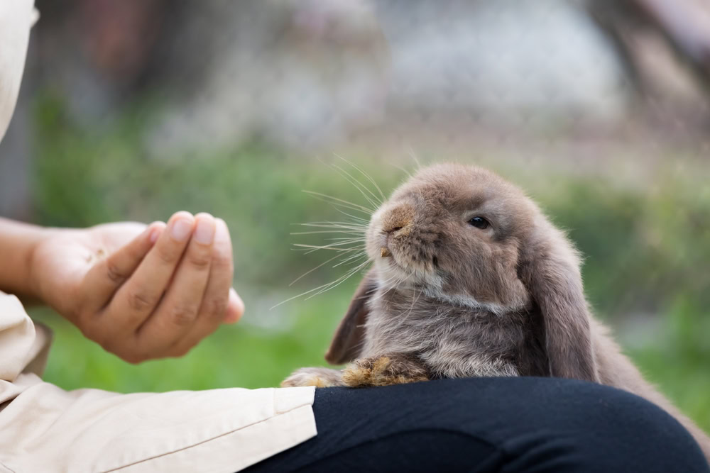 rabbit eating pellet food from owner's hand