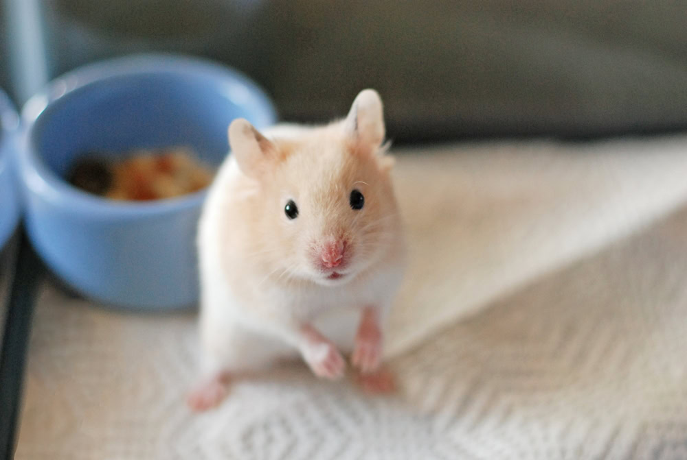 syrian-hamster-standing-near-its-bowl
