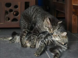 two brown cats are mating