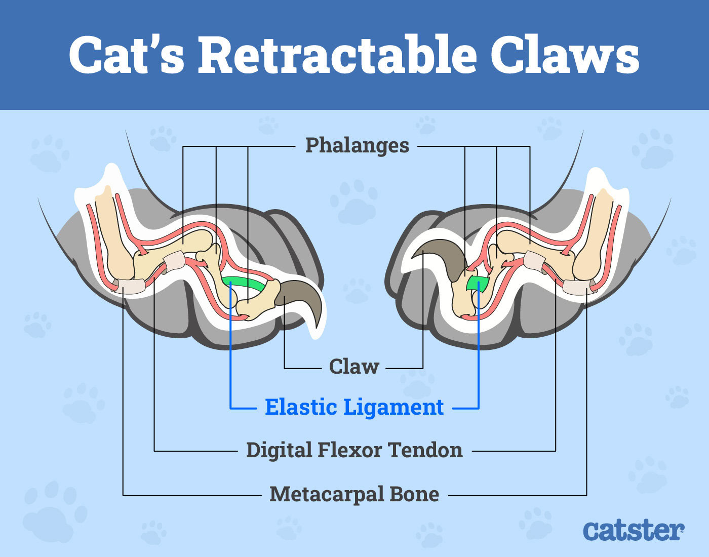 Cats-Retractable-Claws