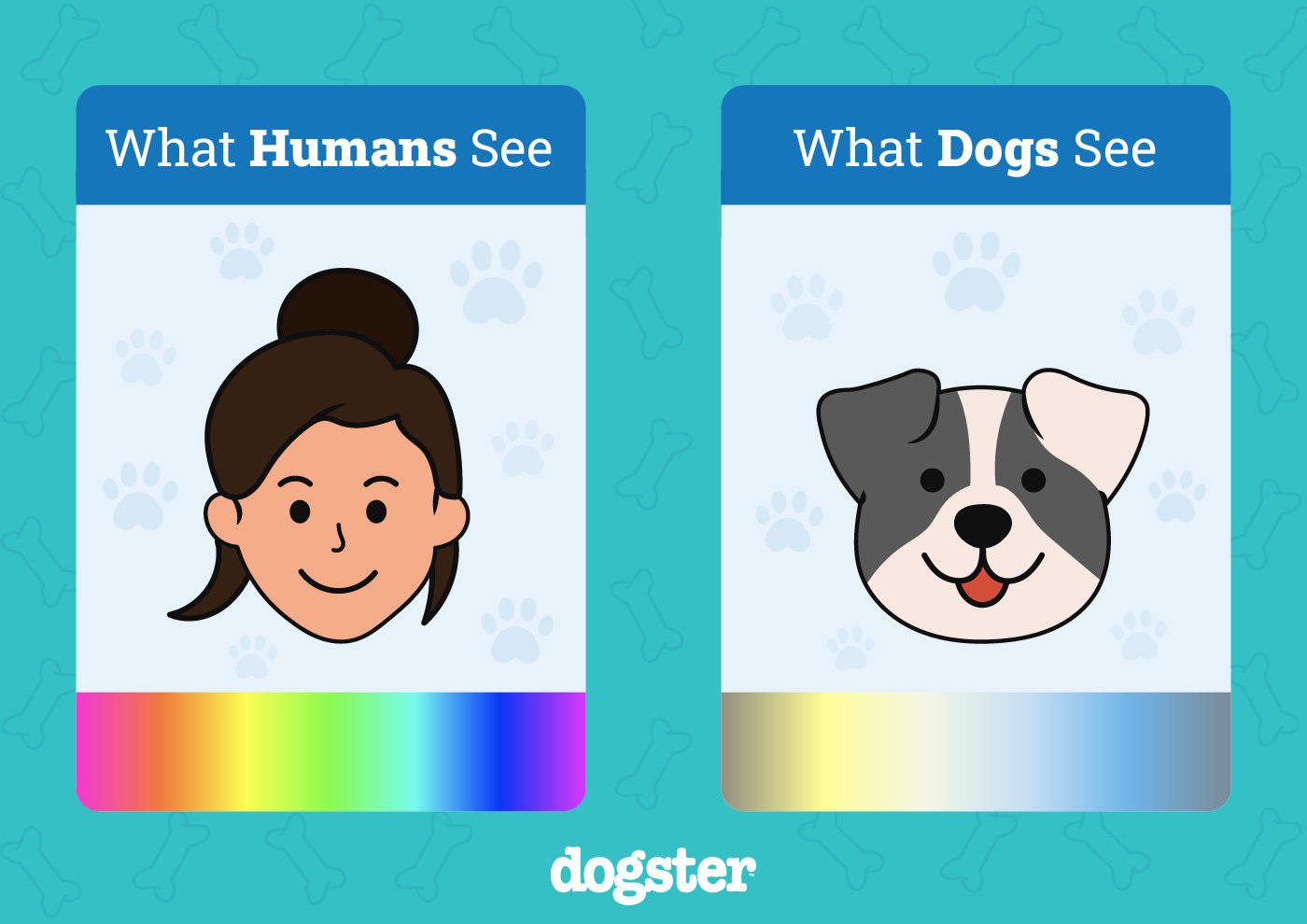What Dogs See VS What Humans See