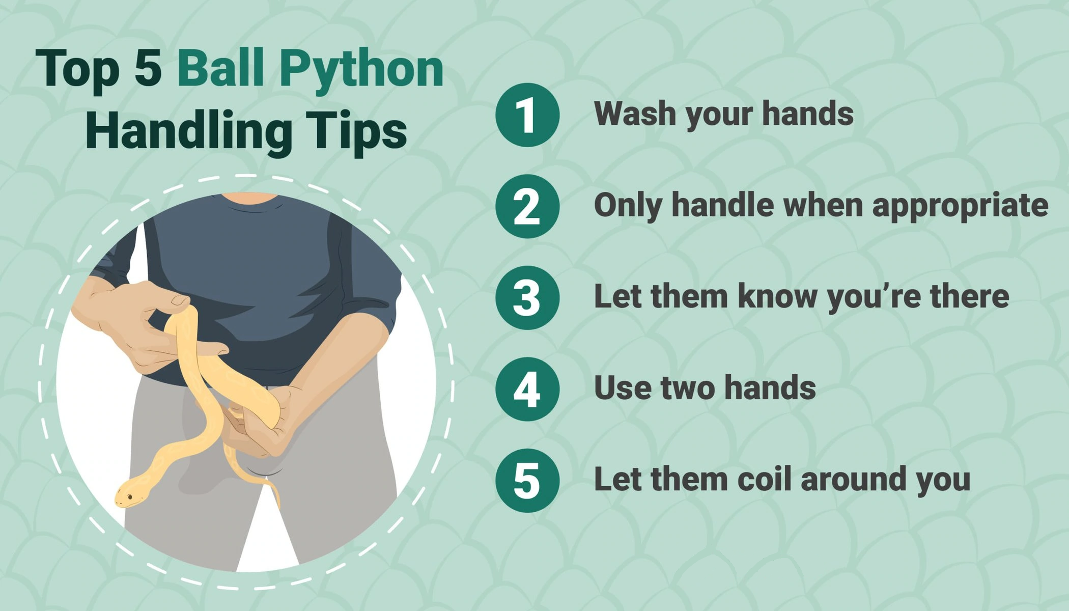 Do-Ball-Pythons-Like-to-Be-Held-and-Petted