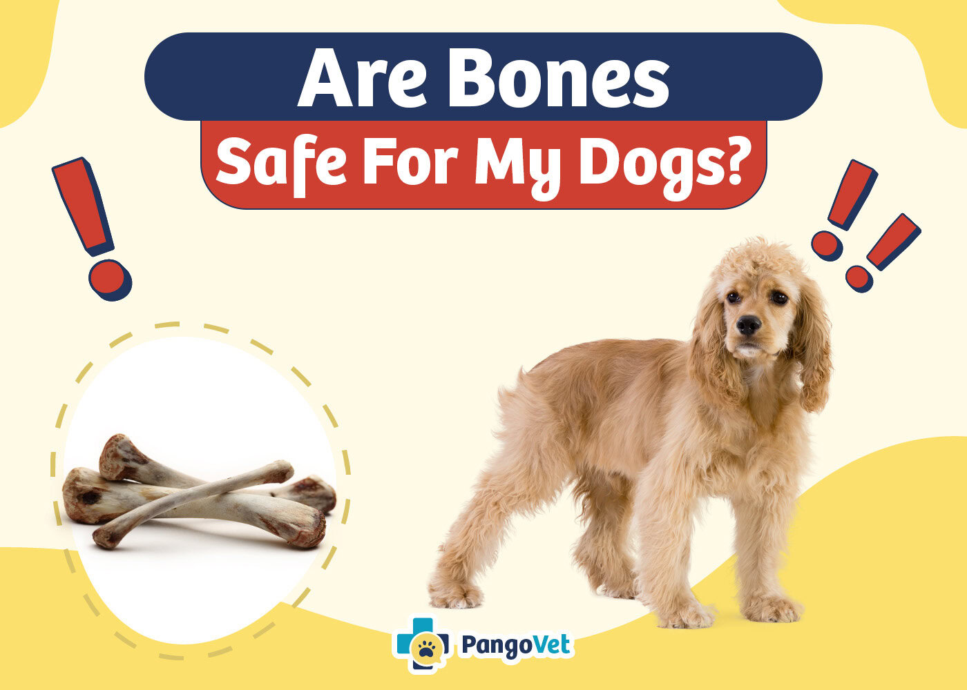 PangoVet_Are Bones Safe For My Dog