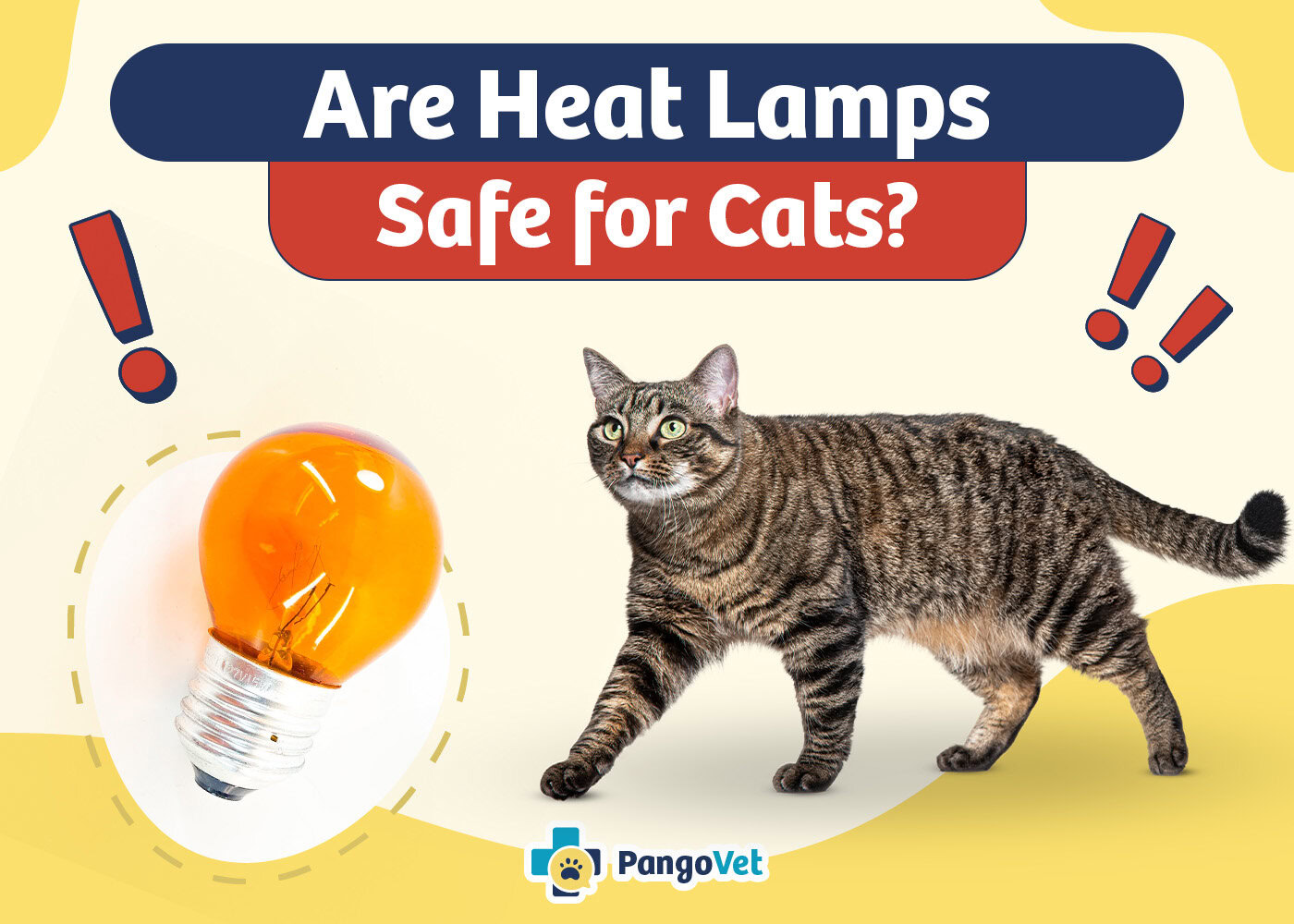 PangoVet_Are Heat Lamps Safe for Cats