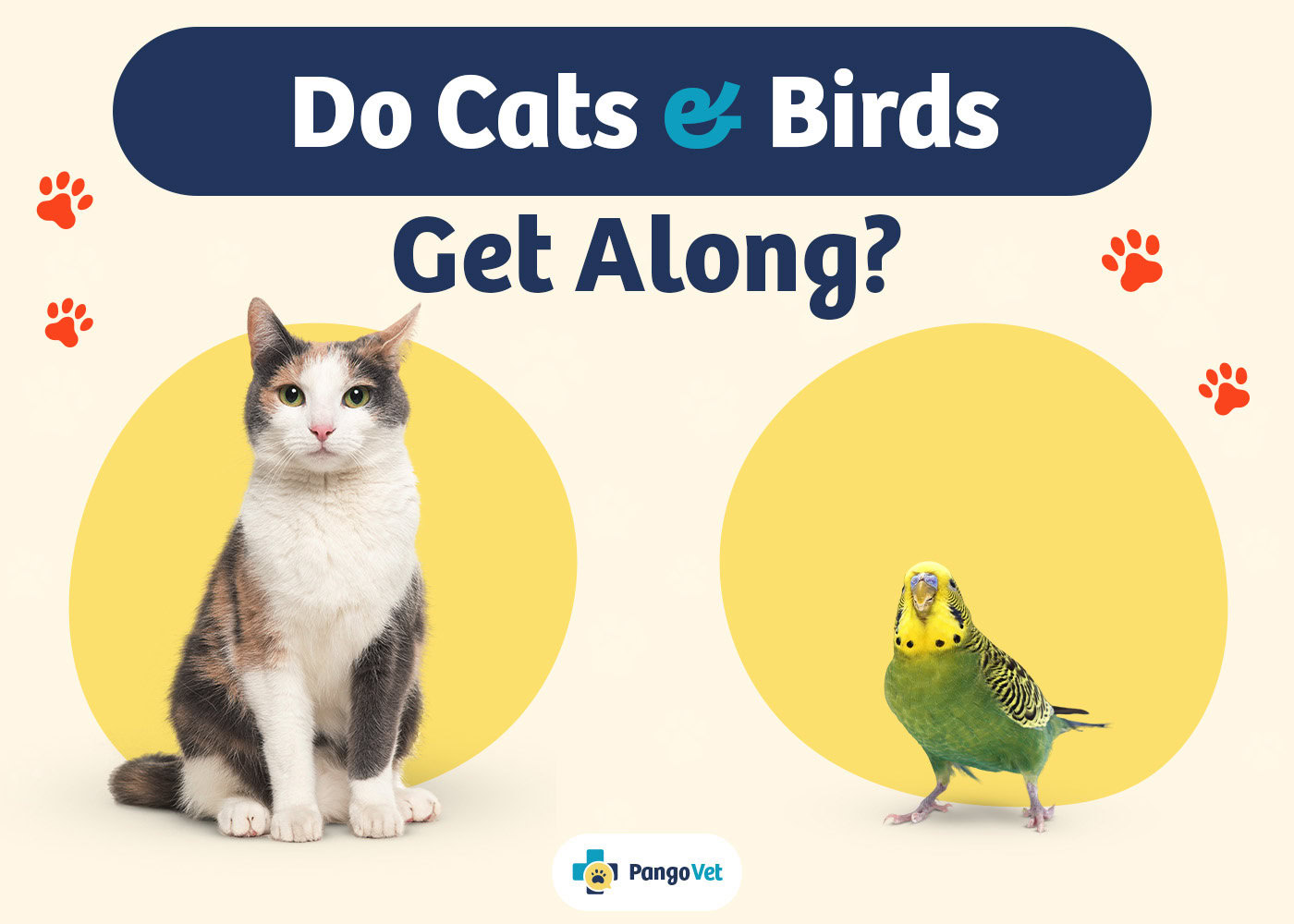 PangoVet_Cats & Birds Get Along_v1_Aug 12 2024