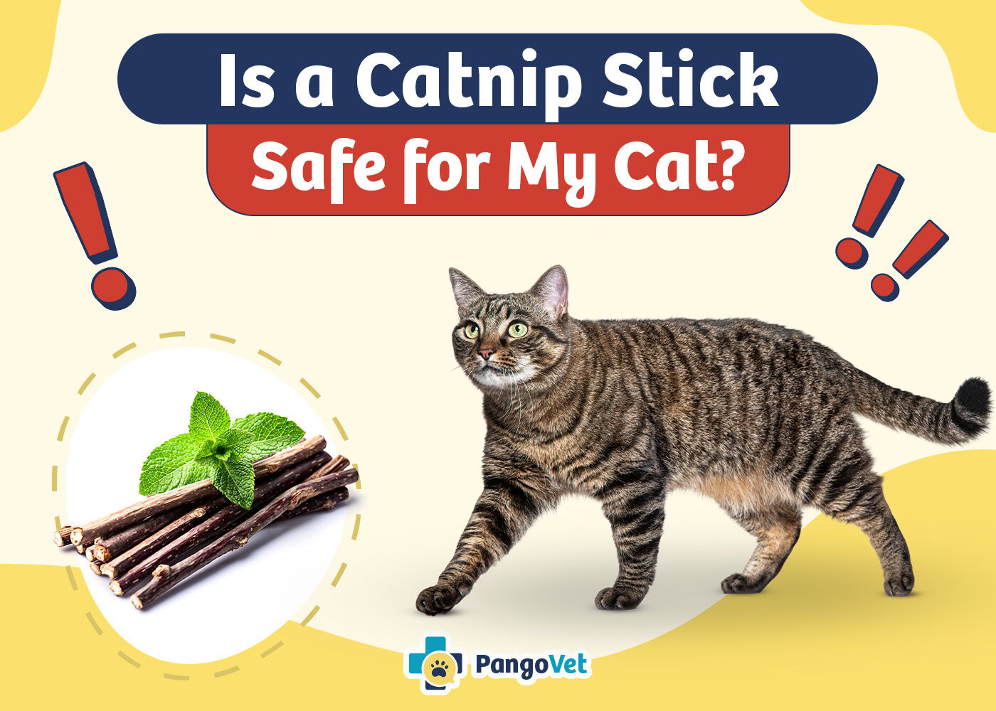 PangoVet_Is a Catnip Stick Safe for Cats