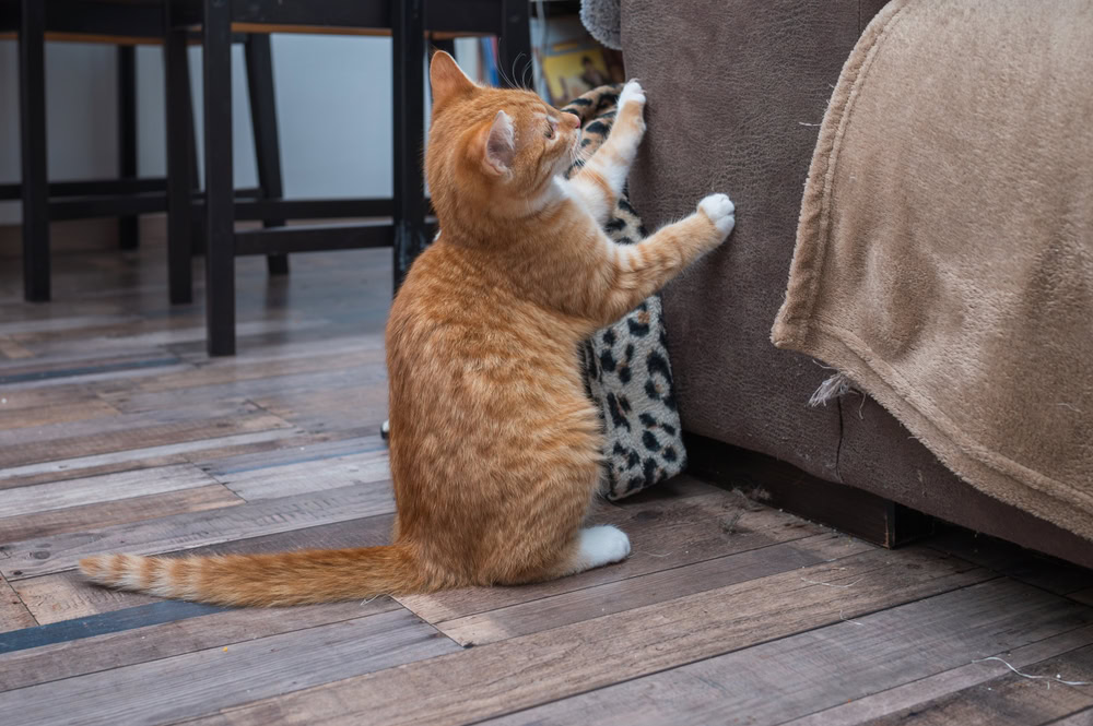 cat scratching couch at home