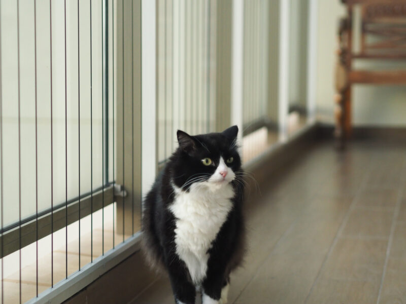 tuxedo-ragdoll-in-hallway
