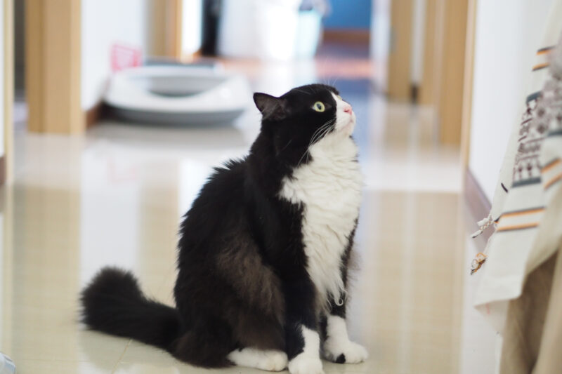 tuxedo-ragdoll-sitting-in-a-hallway
