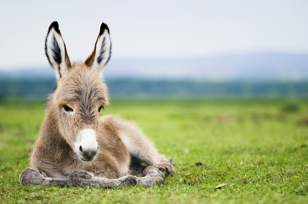 young donkey foal