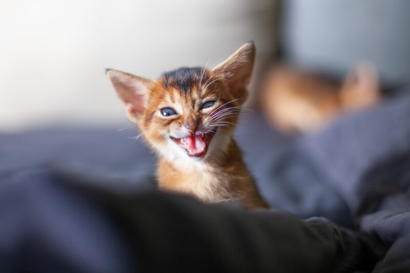 Cute Abyssinian ruddy kitten meowing with open mouth