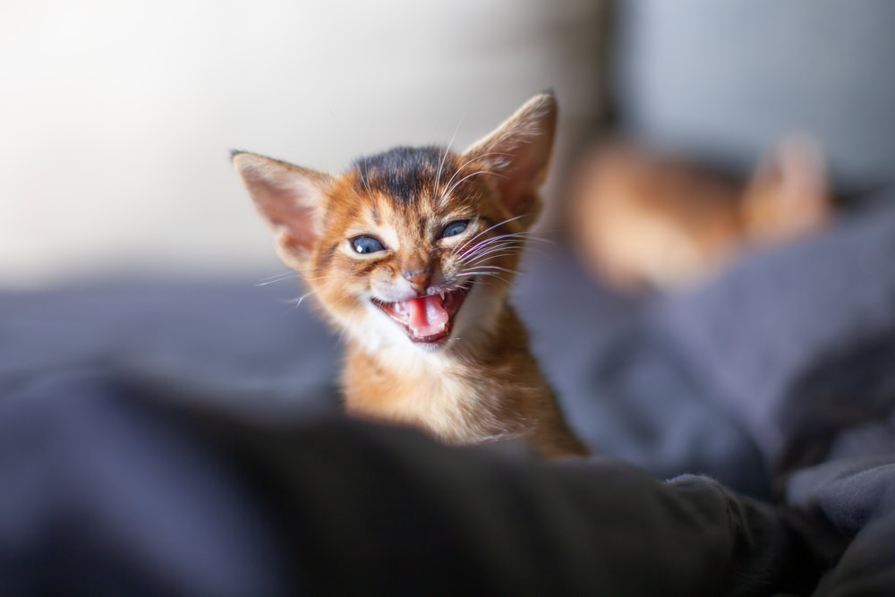 Cute Abyssinian ruddy kitten meowing with open mouth
