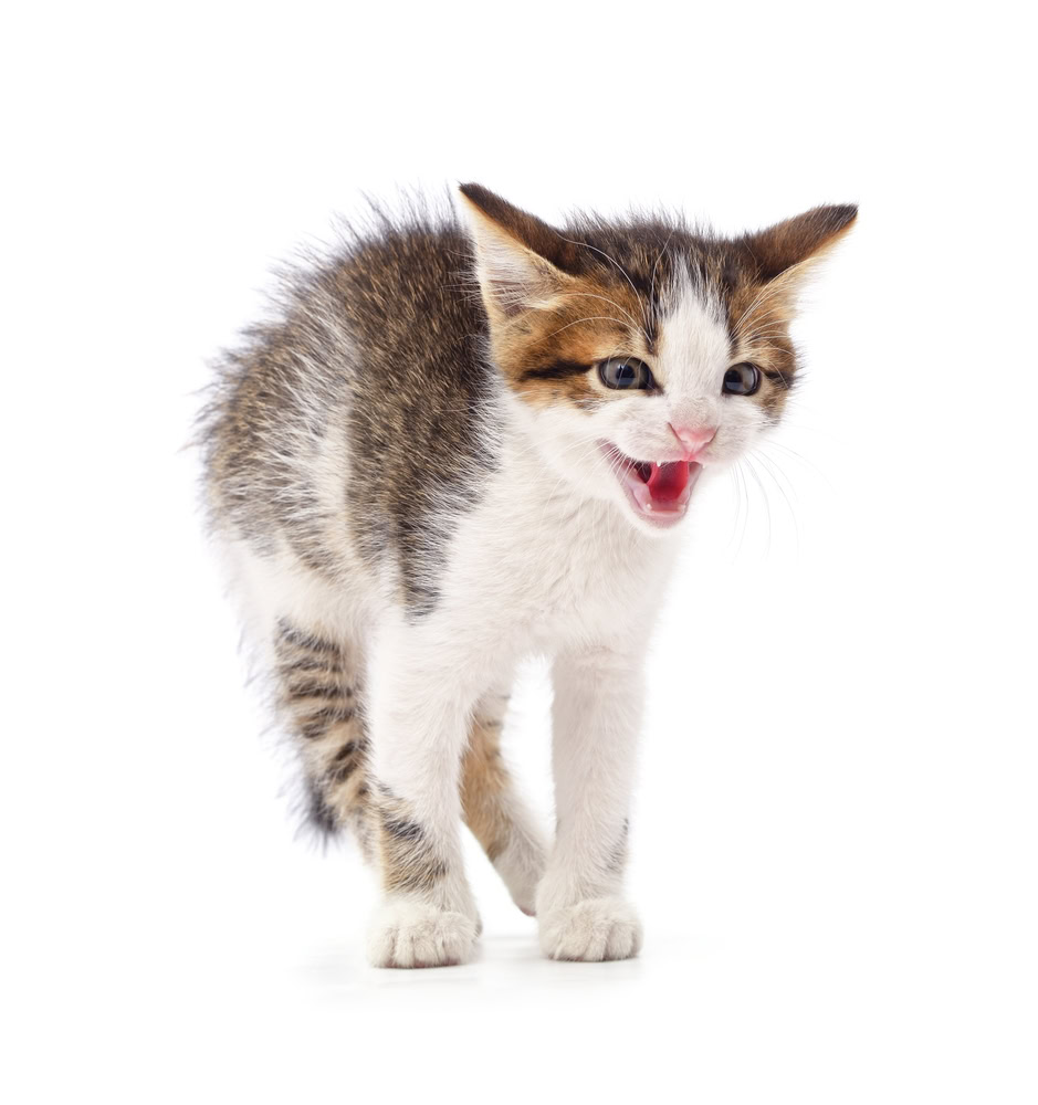 Grey little kitten screaming isolated on white background