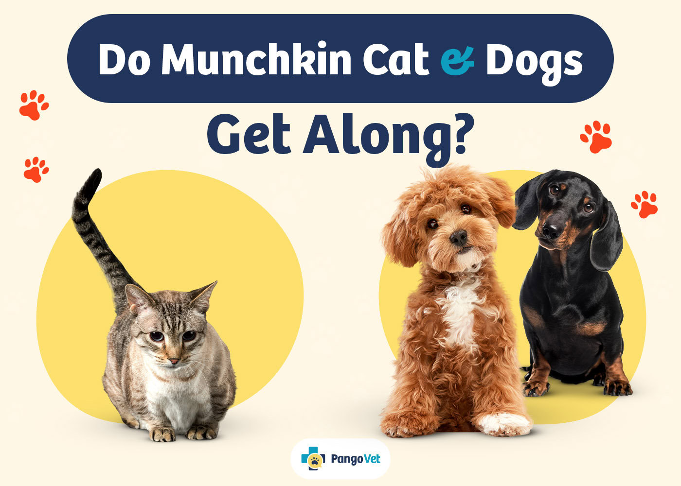 PangoVet_Munchkin Dogs Get Along_v1_Aug 8 2024