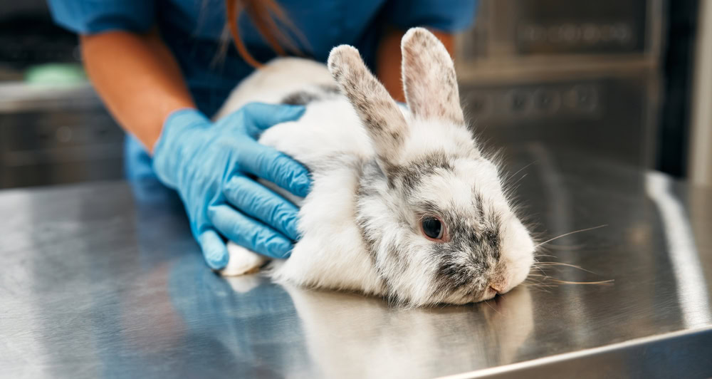 Veterinarian in blue uniform conduct a routine examination of a domestic ornamental rabbit