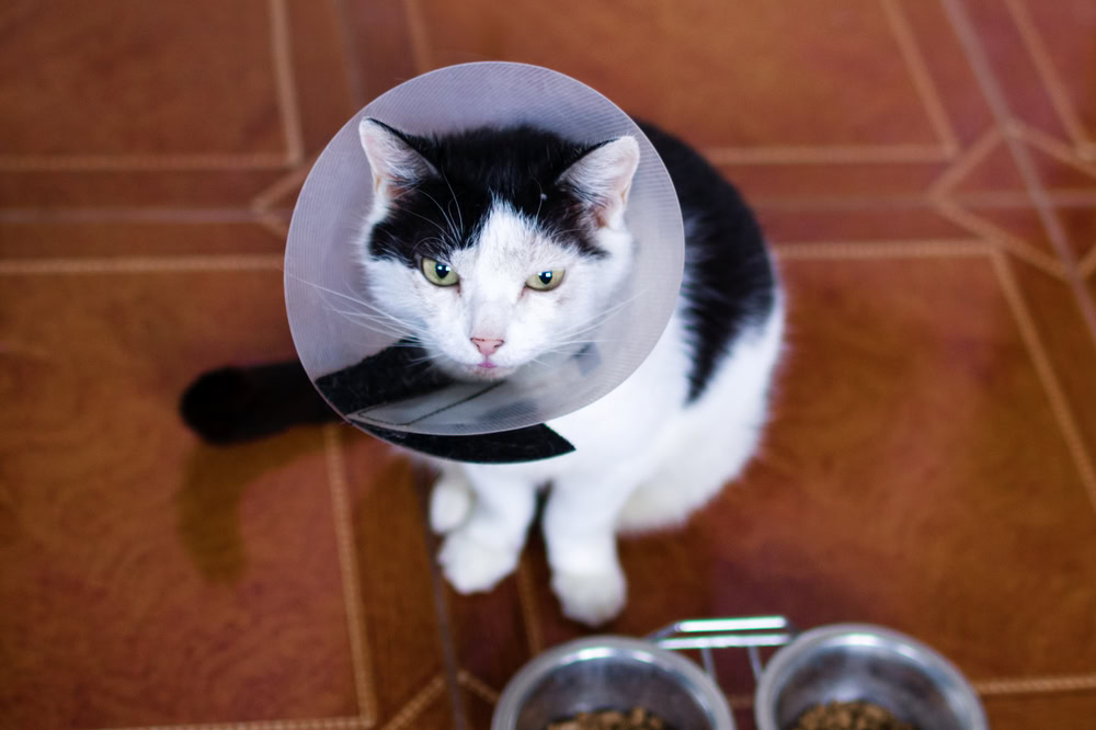 cat with cone about to eat