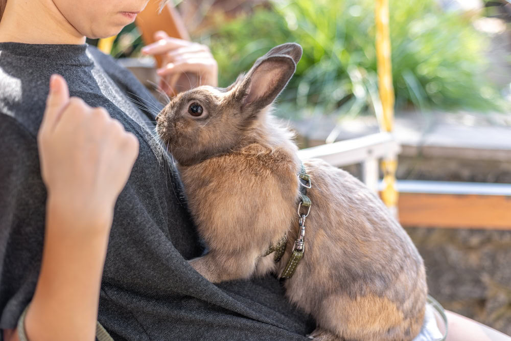 A girl plays with a domestic rabbit