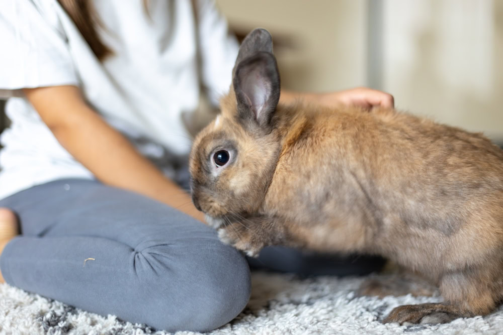 A pretty little girl is playing wacith a pet rabbit