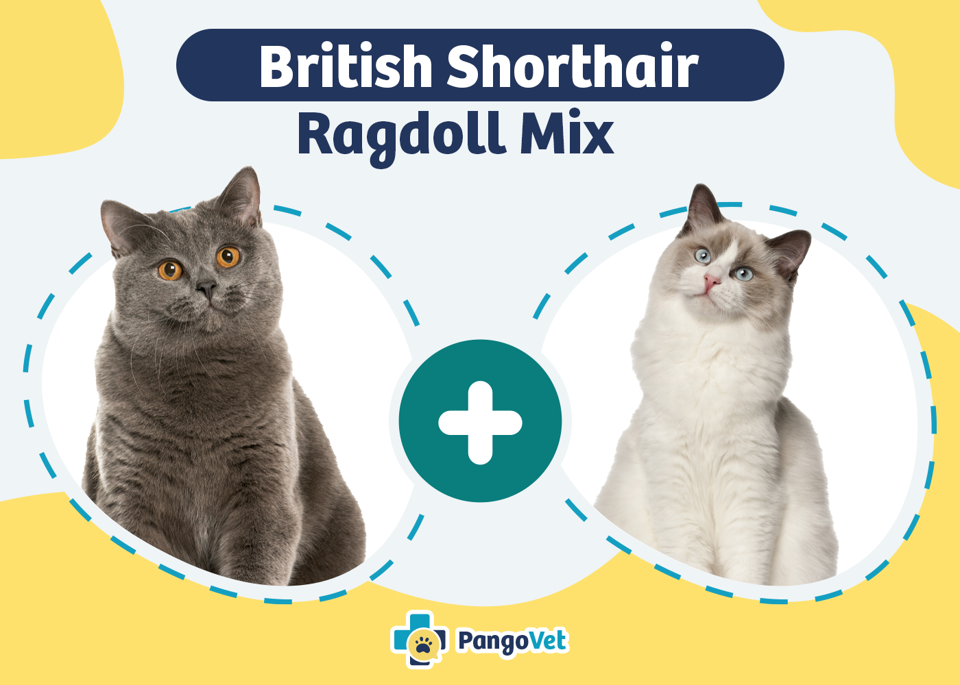 British Shorthair Ragdoll Mix
