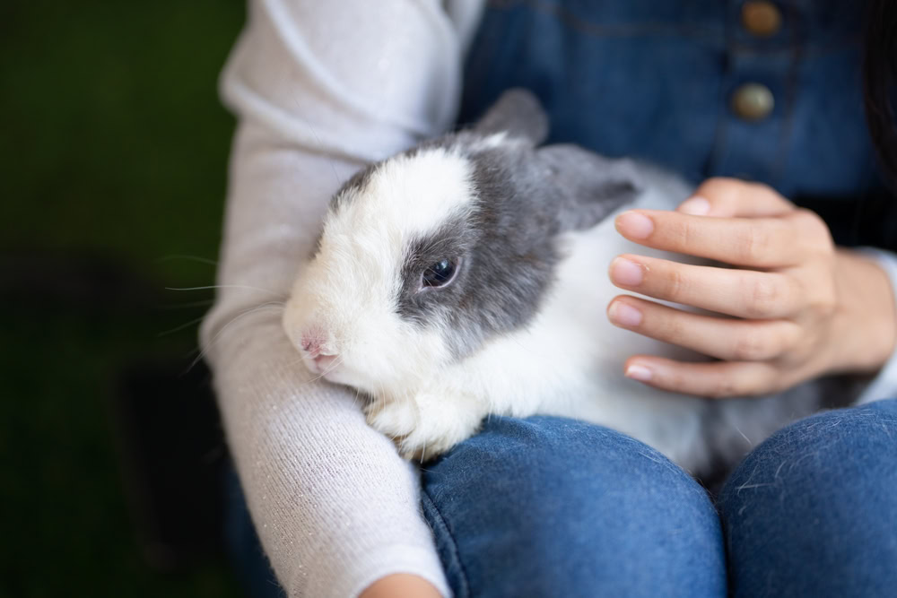 Cute White Rabbit hold by woman