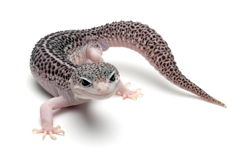 Eublepharis macularius super snow closeup on isolated background