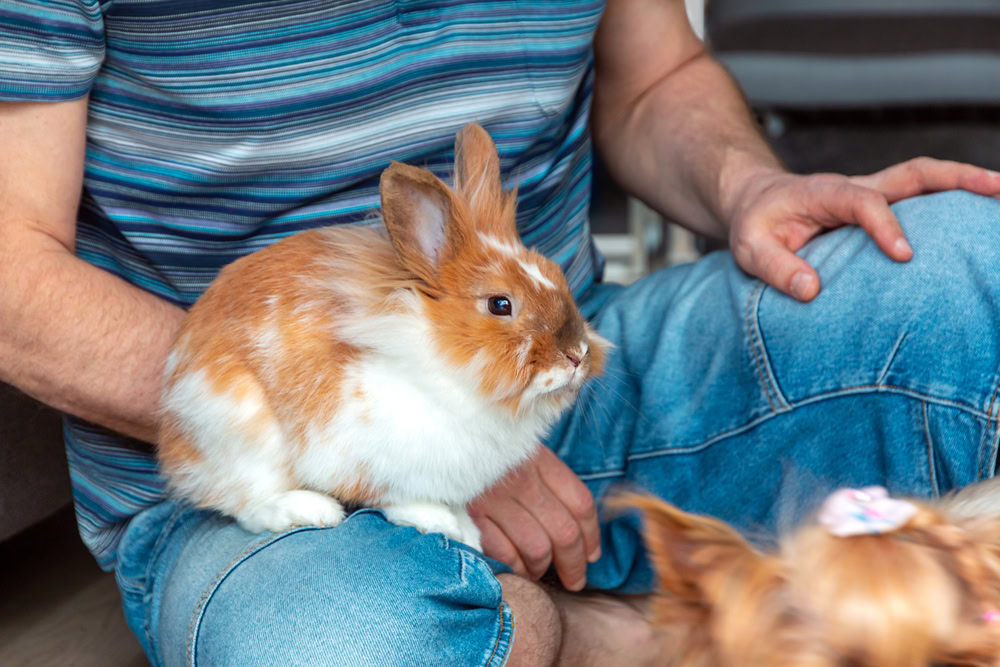 Lion Head rabiit sits to a man