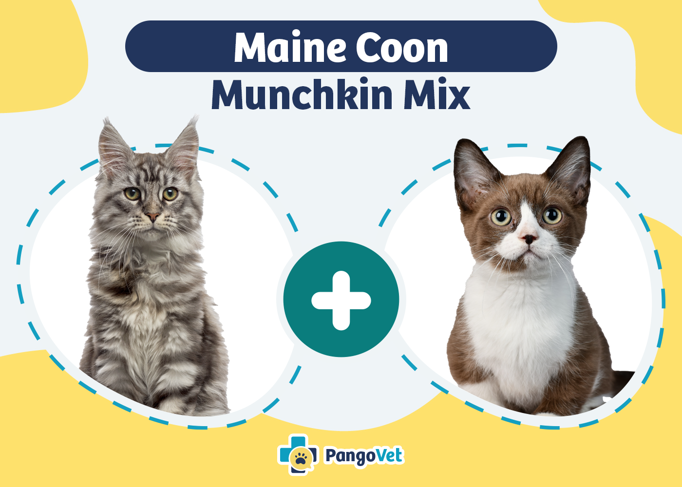 Mainecoon Munchkin Cat