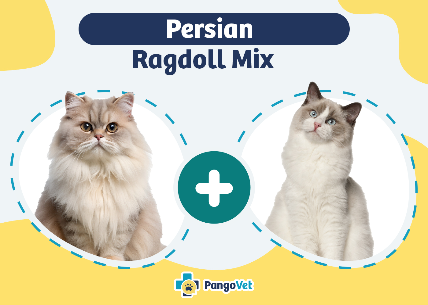 Persian Ragdoll Mix