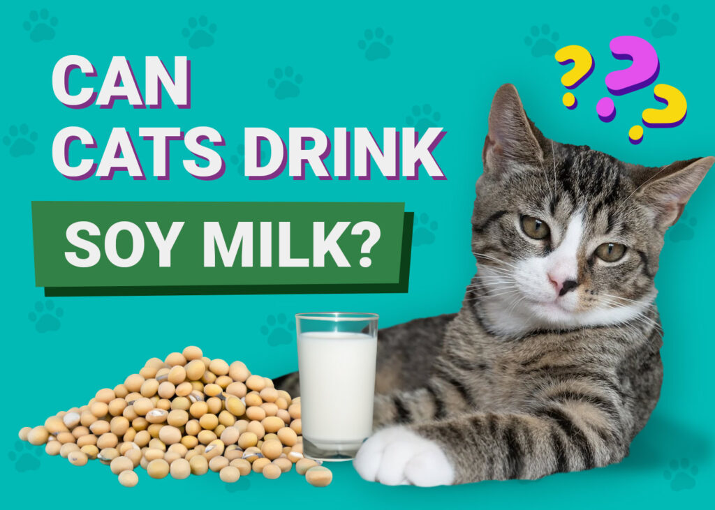 Can Cats Drink Soy Milk? Vet-Reviewed Facts & FAQ | The Vet Desk