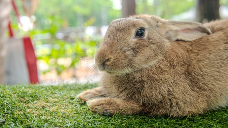 Rabbit Relaxing