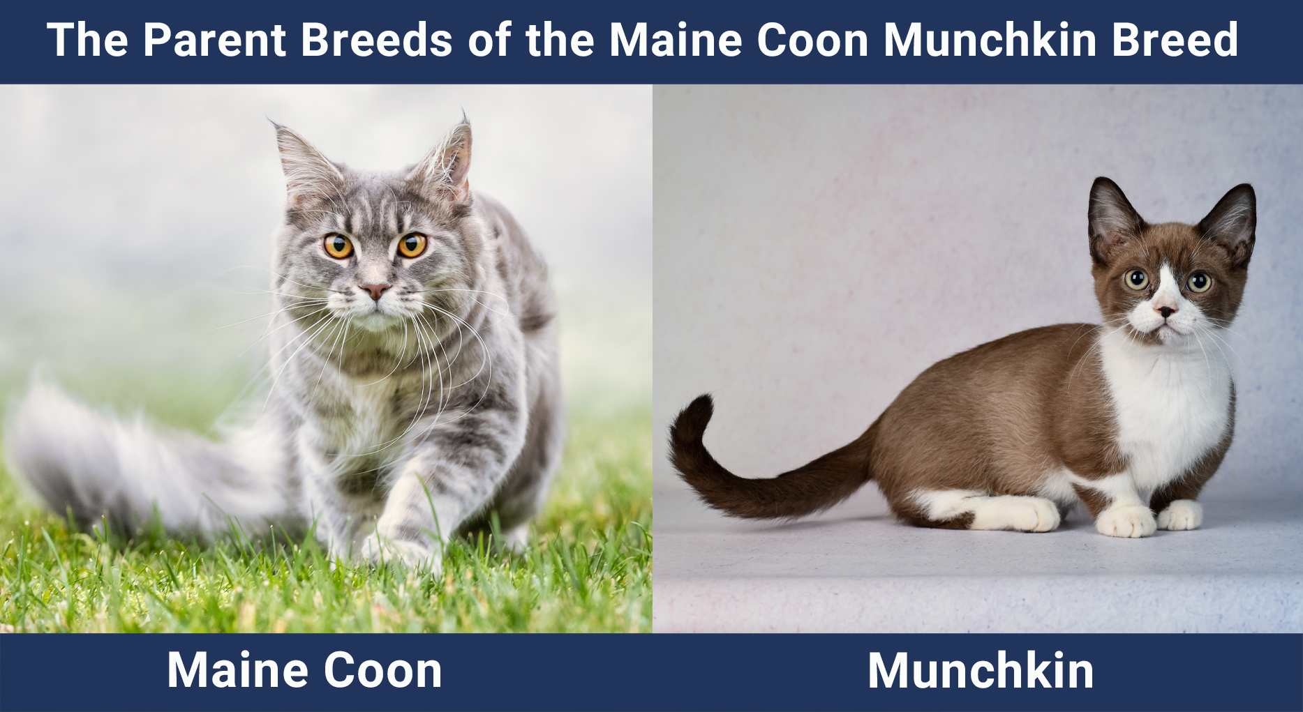 The Parent Breeds of the Maine Coon Munchkin Breed