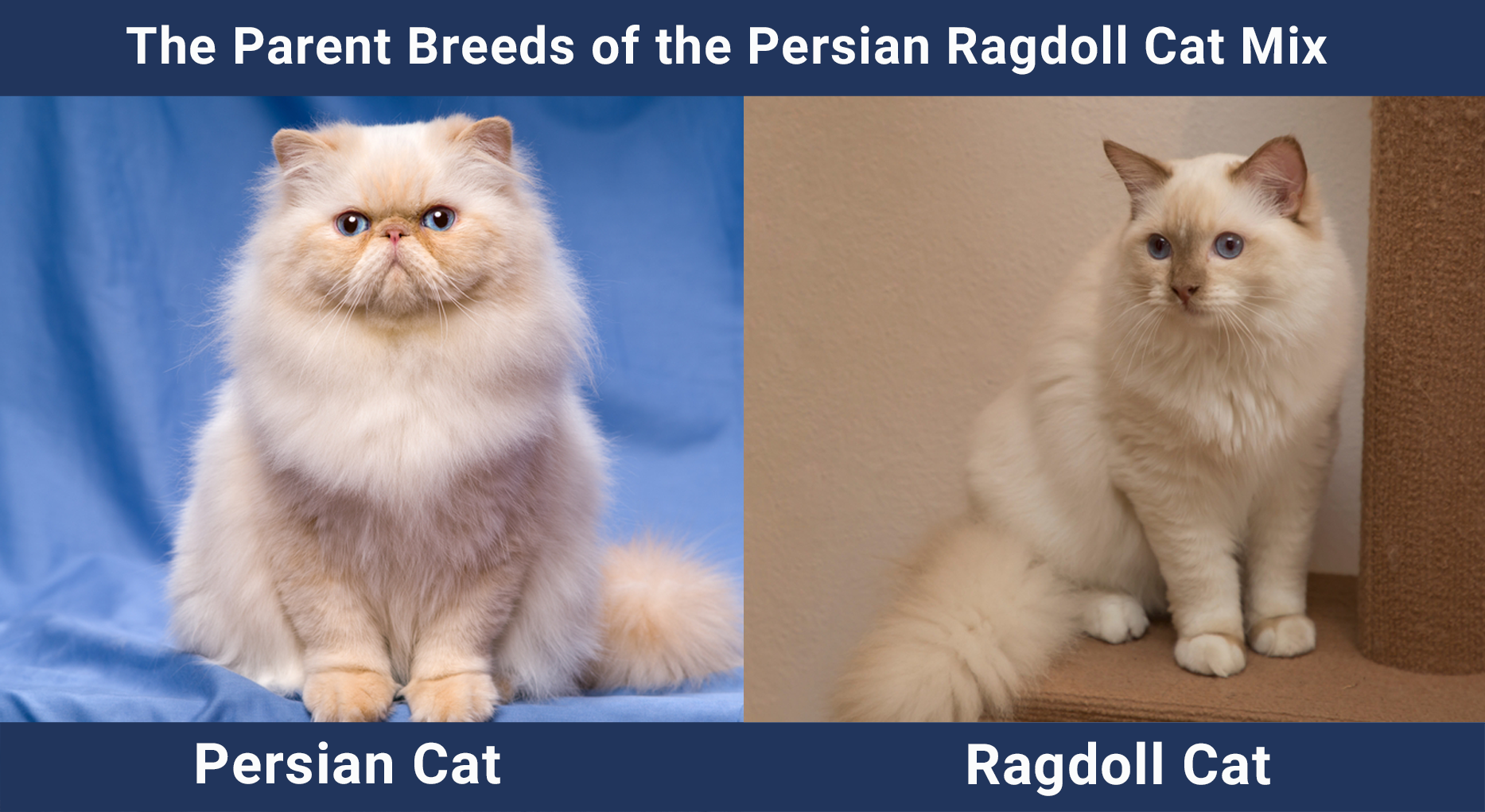 The Parent Breeds of the Persian Ragdoll Cat Mix Cat