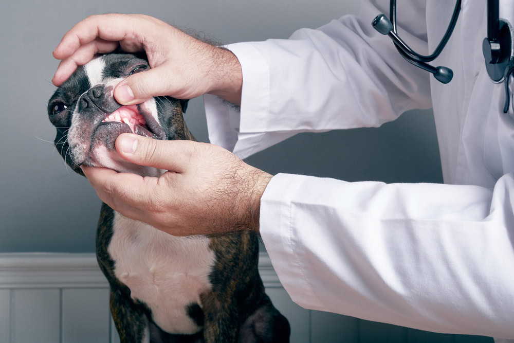 Veterinary doctor examing teeth of dog boston terrier