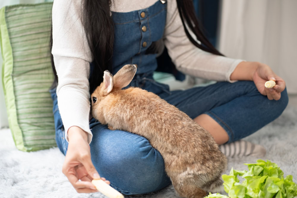 Woman with pet rabbit