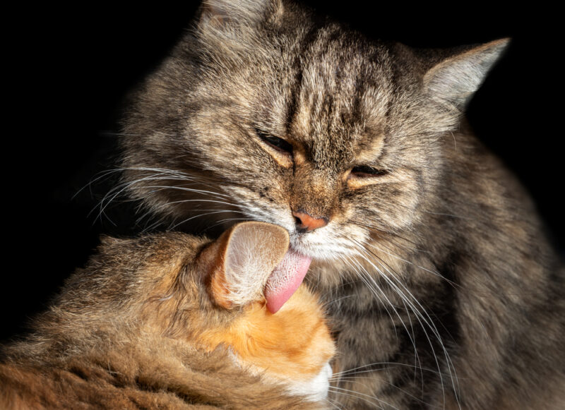 a tabby cat grooming the other tabby cat