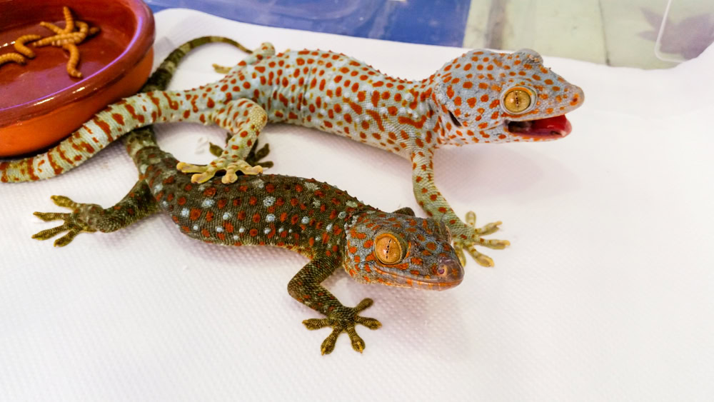 pair of tokay gecko lizards