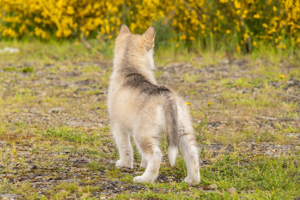 puppy's tail and back