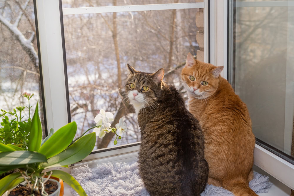 two cats are sitting on the windowsill
