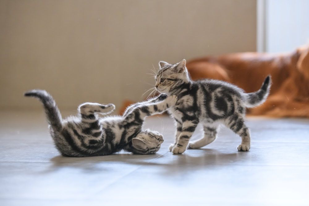 two kittens playing indoors