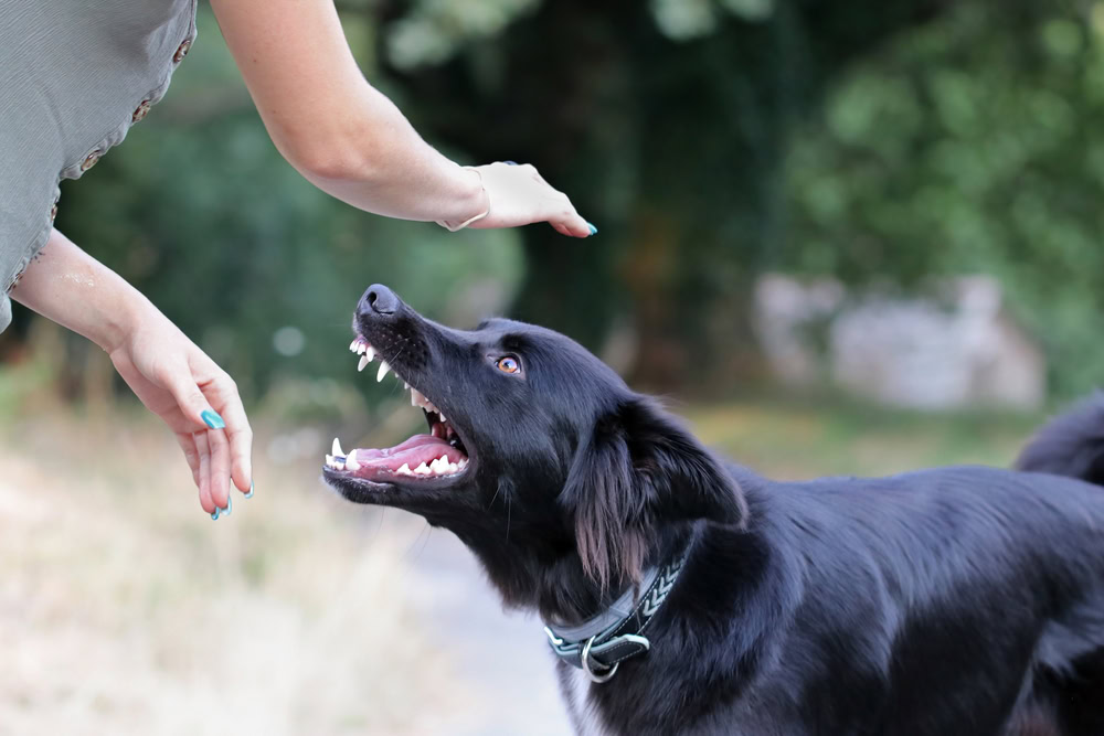 Aggressive dog attacking a young woman