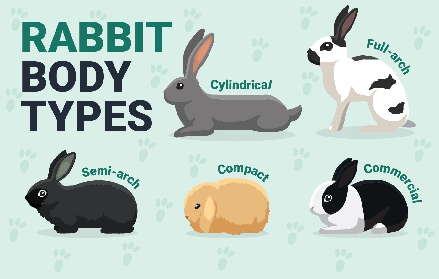 Rabbit-Body-Types